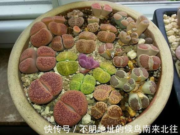 60种多肉图鉴及养护要点，1分钟学会，超全超实用！