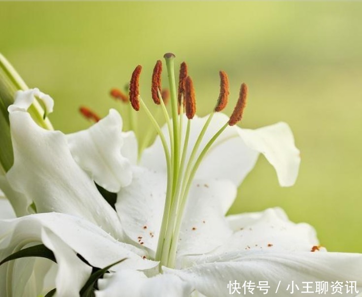 白百合花语是什么意思