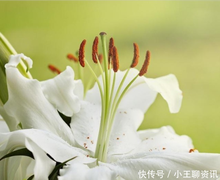 白百合花语是什么意思 白百合花语是什么意思