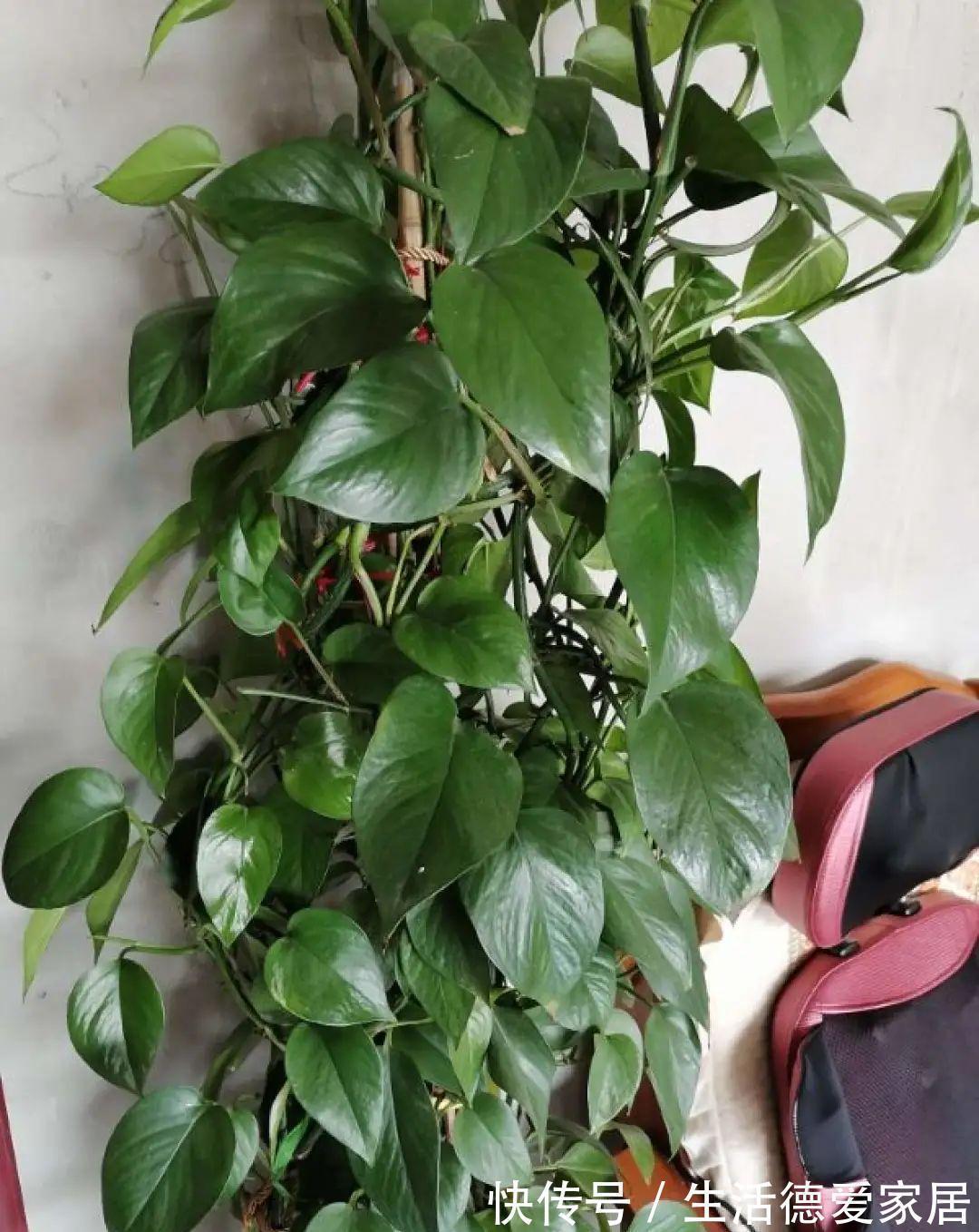 绿萝|绿萝穷养,兰花富养,才能养成宝贝,你真的懂吗?