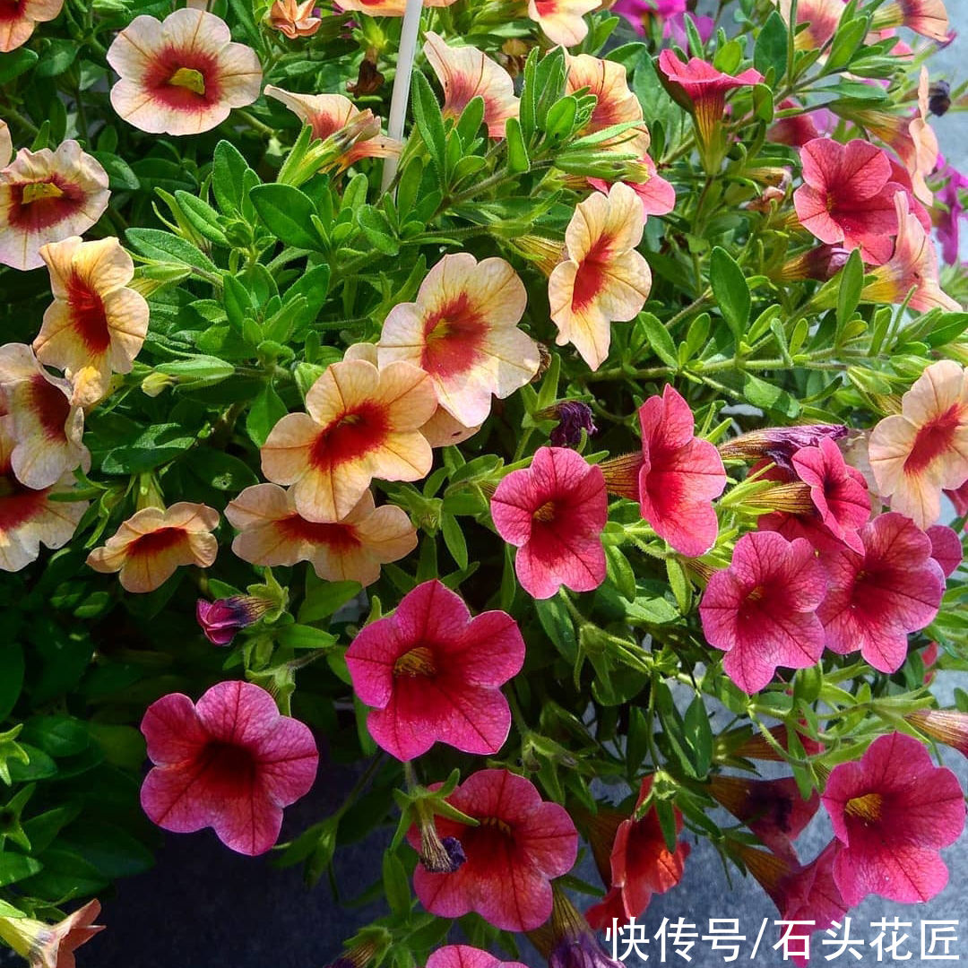 天气越热，越能开爆盆的“5种花”，阳台各养1盆开花上千朵
