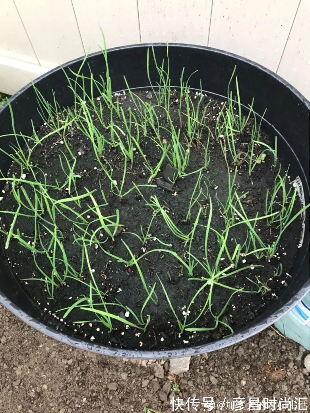 7种花最干净，门口、窗台放一盆，蚊虫不敢靠近！