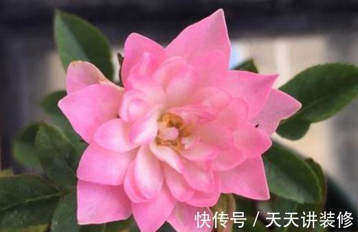 花朵|大暑过后家里阳台养此款花,花朵繁盛惹人爱,年年开花不断