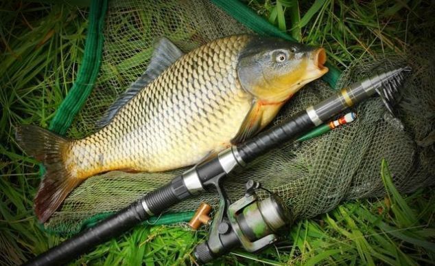 鲤鱼|最有文化味的鱼——鲤鱼，原来古人是这样吃的