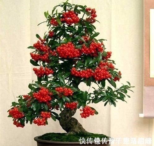 价值|以前的树桩都当柴烧，现在爱花之人当场盆景，一盆比一盆价值高！