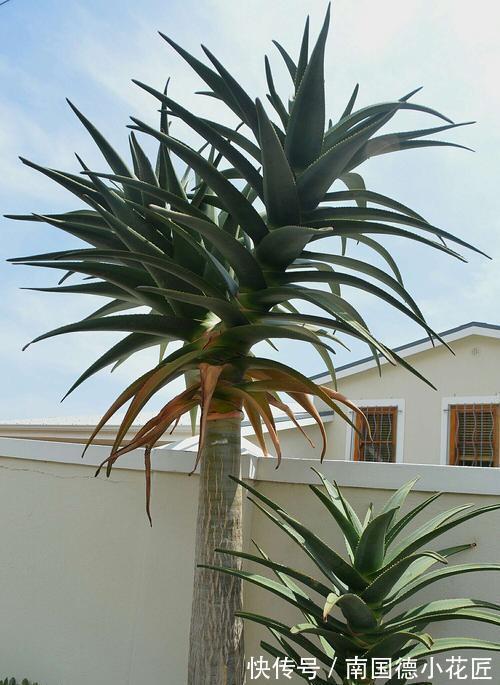 白掌|5种“漂亮花”,从来不生虫,家里干净卫生,花开不断,真省心