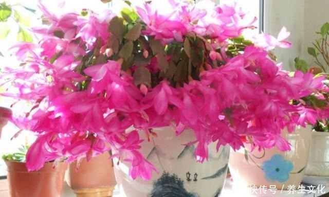 过完年要扦插2种花，生根快，好成活，当年就能开花！