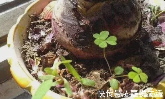 养了快十年花才明白，花盆里长的“杂草”别拔，留着很有用处
