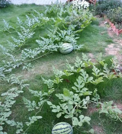 我的100㎡农家小院,种菜、养花、植树、养鱼,漂亮极了