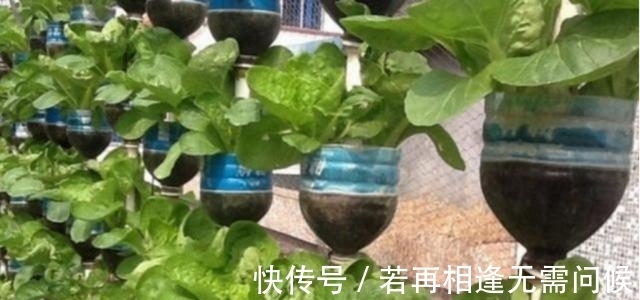 塑料瓶|7旬老人捡了1500个塑料瓶,在自家后院搭起菜园子,全自动管理