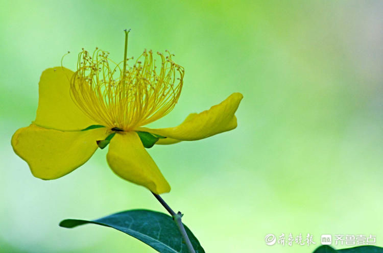 济南泉城公园金丝桃花开一片灿如金，娇艳迷人|花开齐鲁| 金丝桃