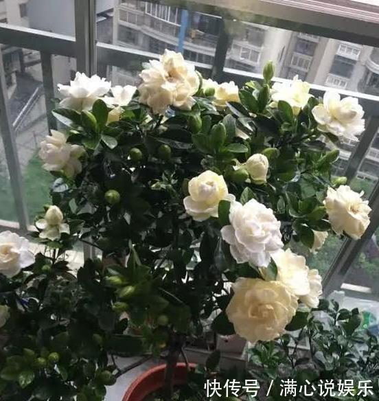 大树|新买栀子花,全是黄泥巴,洗一洗泡一泡,7天就活,长成“大树”