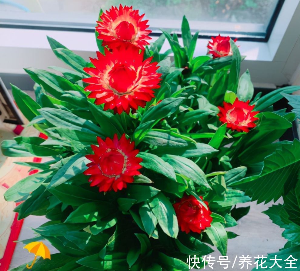 现在花市可热闹，5块钱一盆的年宵花，不买你就吃亏了