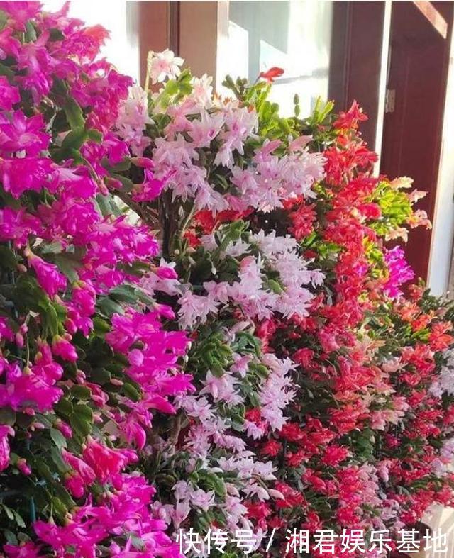 仙人果|30年的仙人掌长成“仙人树”,霸气侧漏,多少钱也不卖