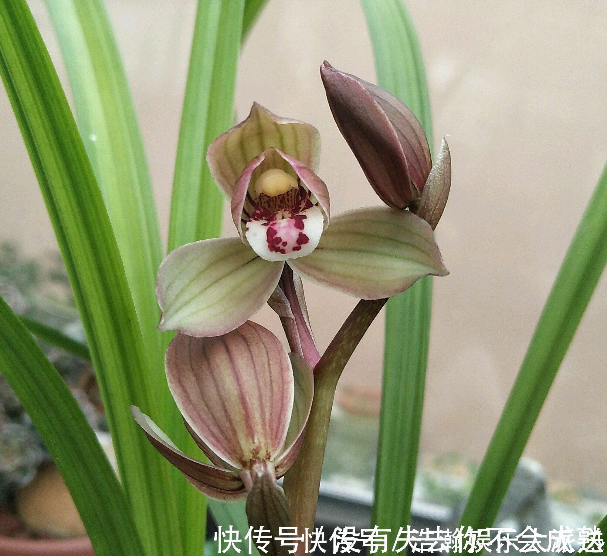 养护|兰花植株根系腐烂而没有根了还能长出来吗兰花新苗上盆焦尖咋办