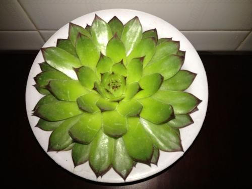 5月份养观音莲,顺着习性养,天热也可养出好状态