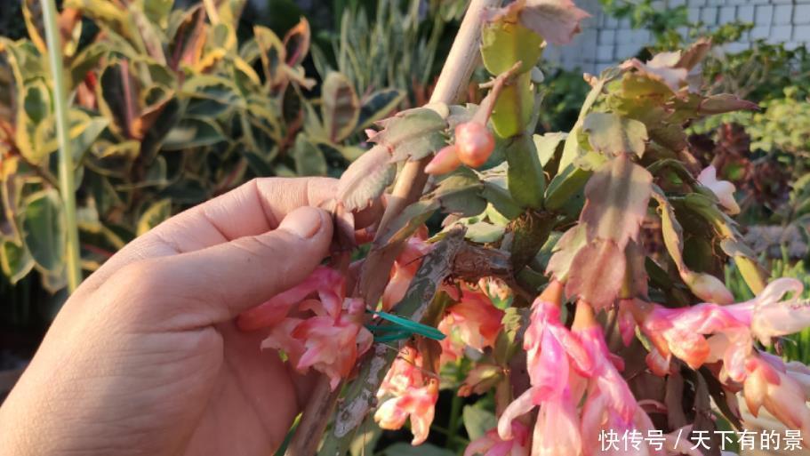 养蟹爪兰要舍得“掰”,生长季节长叶多,花期才能花开不停