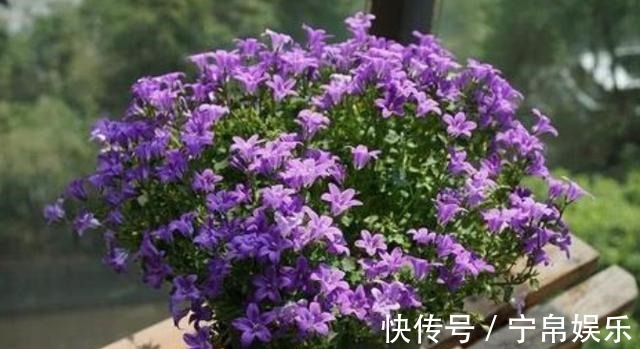 盆栽|这种花卉比绿萝和吊兰好养，花型似铃铛，开花时间长，招人喜爱