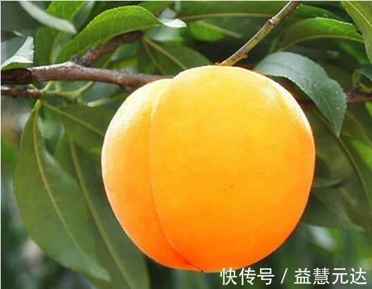 美容养颜|医生提醒女性多吃以下5种水果,美容养颜,还能帮助身体排毒