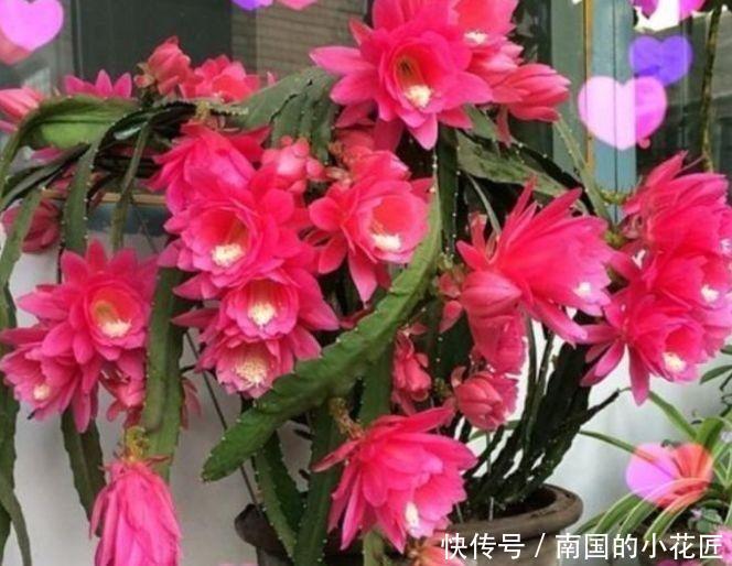 几款花卉花开繁盛花香怡人,四季繁花似锦,美极了