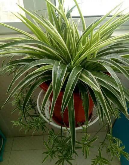 李奶奶把“吊兰”都剪了,2月后却爆盆了,叶子宽又大,特旺