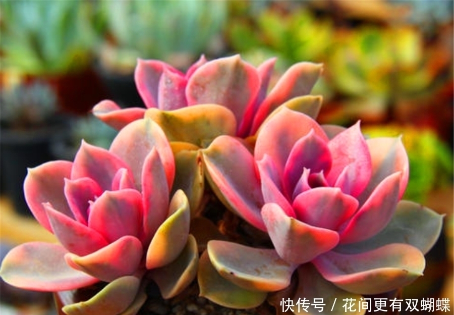 普货多肉|多肉紫珍珠不但容易养成老桩,学会3妙招,还能饱满肥厚粉紫高贵