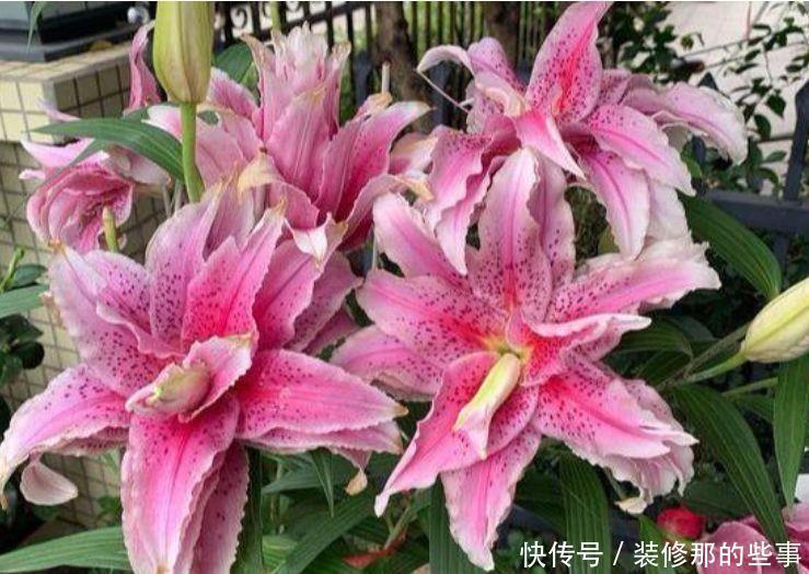 爆盆|适合养在阳台的花卉,花开不断,沾点水就疯长还爱爆盆