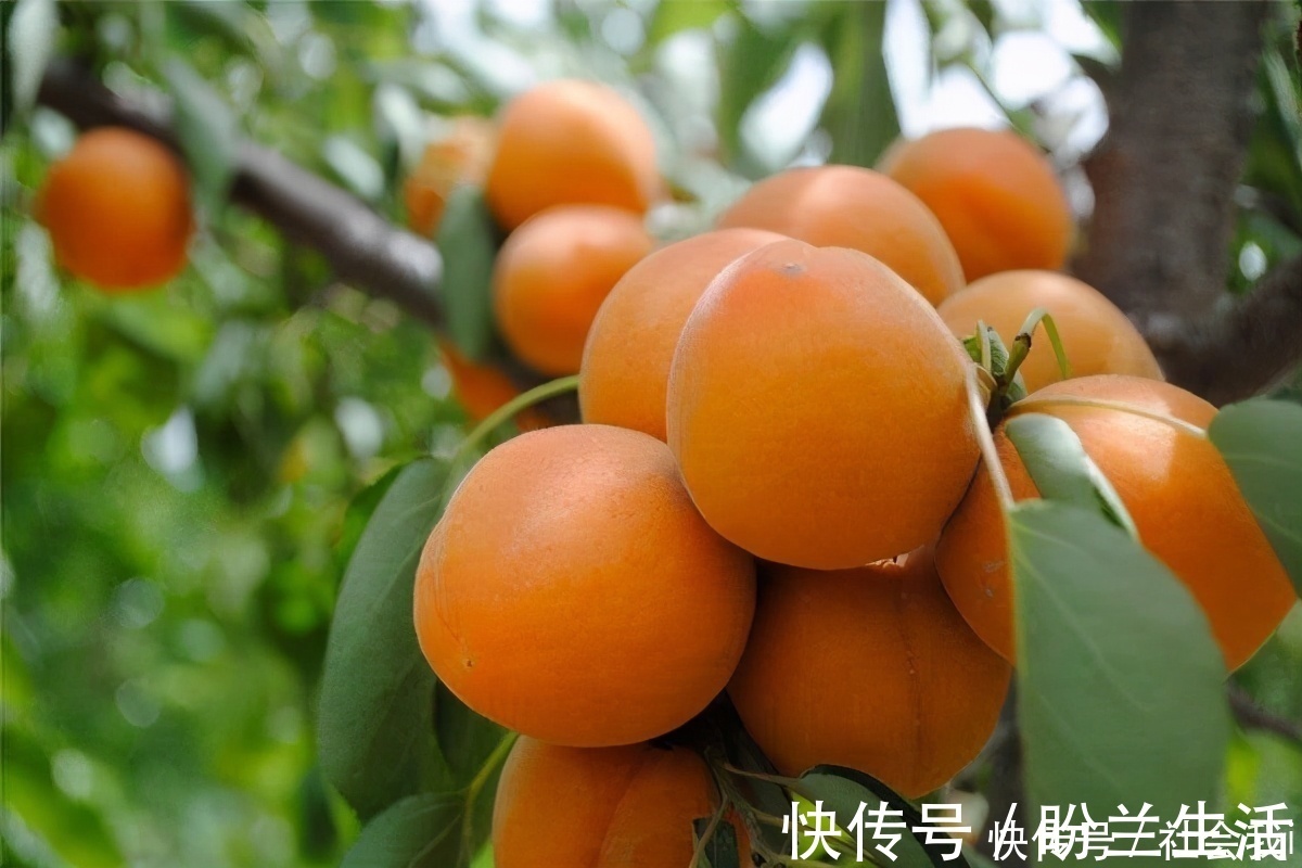 泡水|冬天寒冷,多喝3种食物泡水,降压减脂,排毒清肠,增强抵抗力