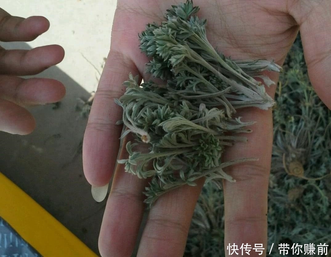玉米面|房檐下的一株“野草”，开水烫一下就能吃，现在却卖10元一斤