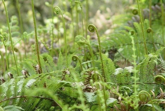 美味|你吃过山蕨菜吗它不仅是种可口的美味,对我们身体有很有帮助哦
