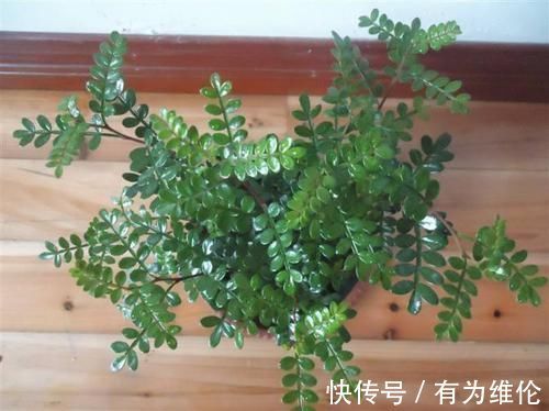 枝条|越少浇水越长得好，它特耐旱可30天不浇水，盆栽在家十分好养