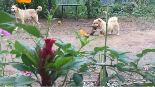 桃花林|世有桃源，不慌不忙