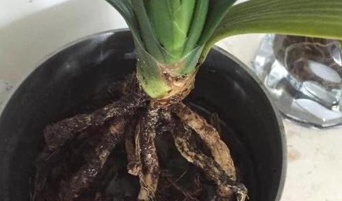 花友们|养花不会换盆,没经验就记住这些方法,换一盆旺一盆,零损伤