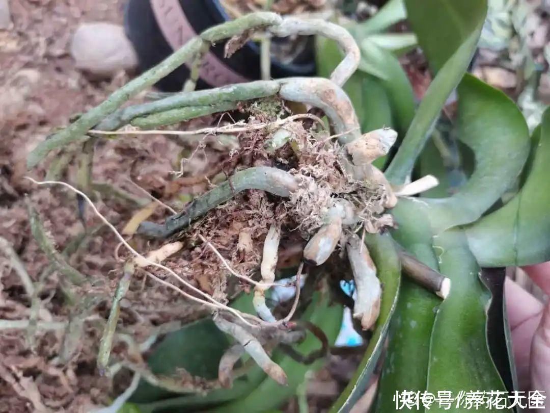 蝴蝶兰|7种花，立秋后换盆，秋冬才能越养越好