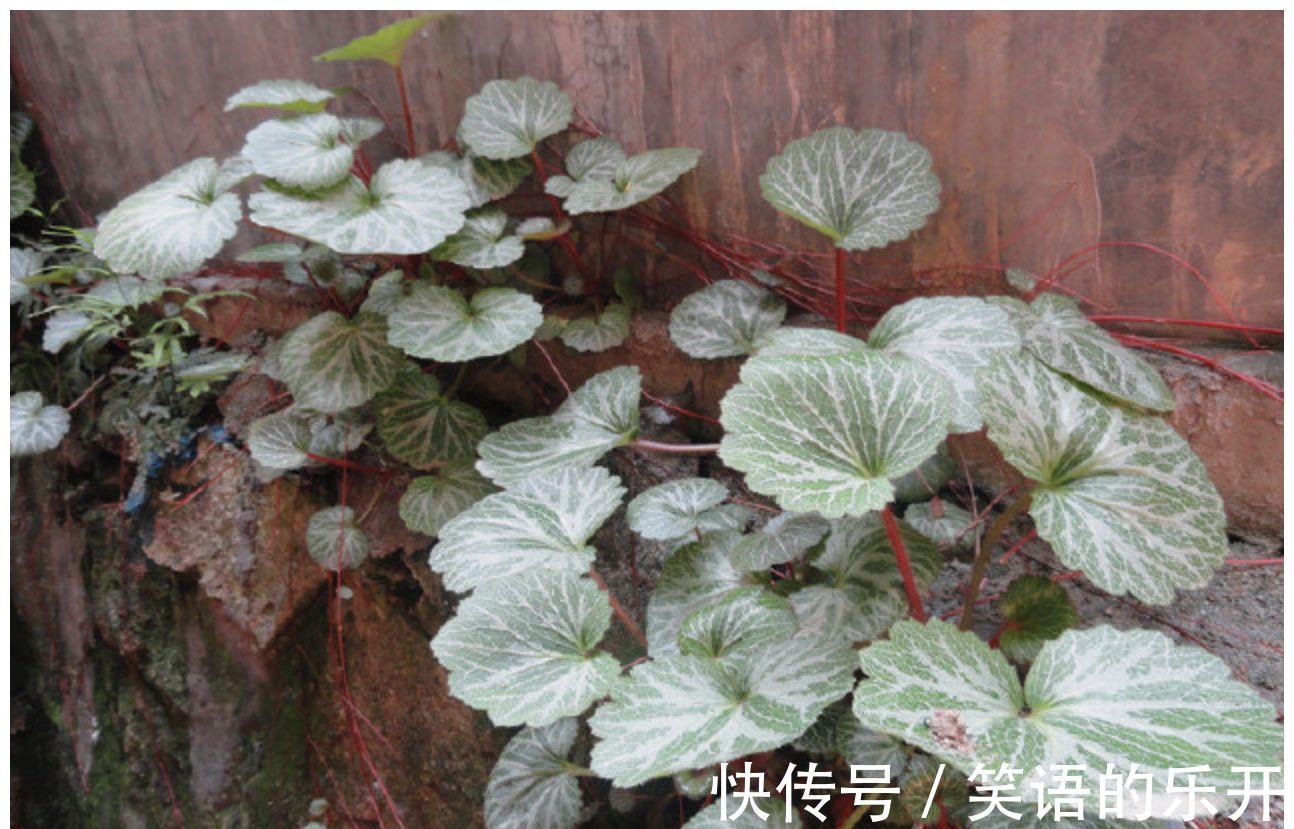 人称“金丝荷叶”,认识的人不多,若幸运遇到,那是福气,请珍惜