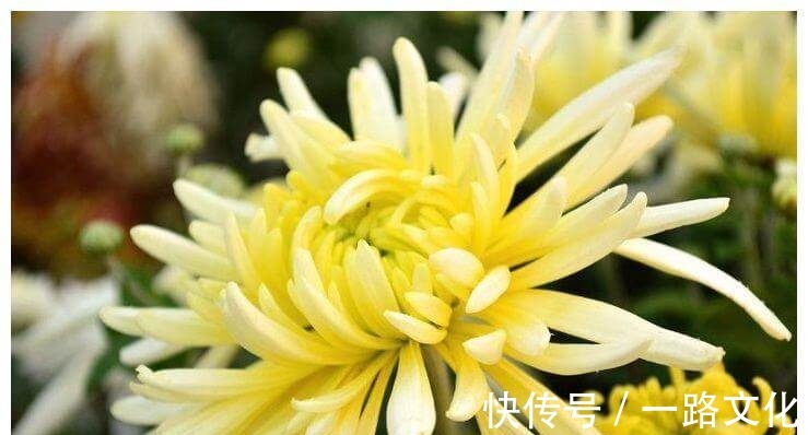 排毒养颜|女性想要皮肤好常吃四种食物,美容抗衰,排毒润肤,肌肤更水嫩