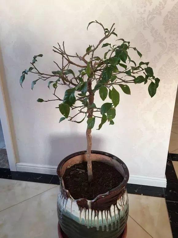 长寿月季花后赶紧剪一刀,剪完就开花,一直剪一直开!