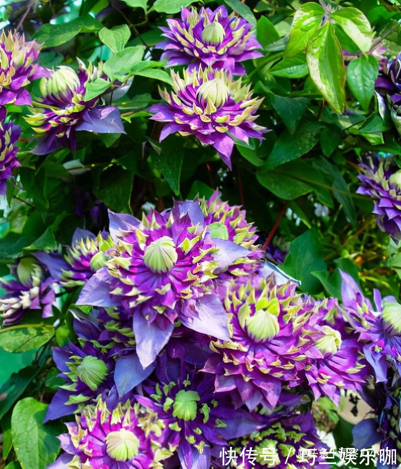 感染|四月养铁线莲,避开“三怕”撒欢长,次月顺着杆攀成“花帘子”