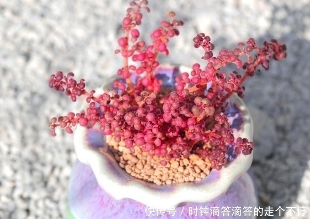 露镜|新手多肉党的福音:露镜,买回家这么养,叶子如水晶般剔透