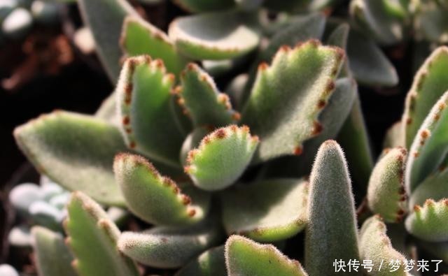 八年|一颗八年没换过盆的月兔耳