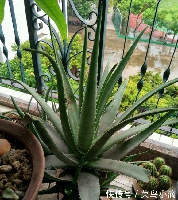 九种“皮实花”,多晒少管长得好,养成老桩更高档,绿萝没上榜