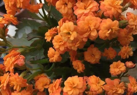 养了3年长寿花,家里“到处”都开花,繁殖几十盆成大户!