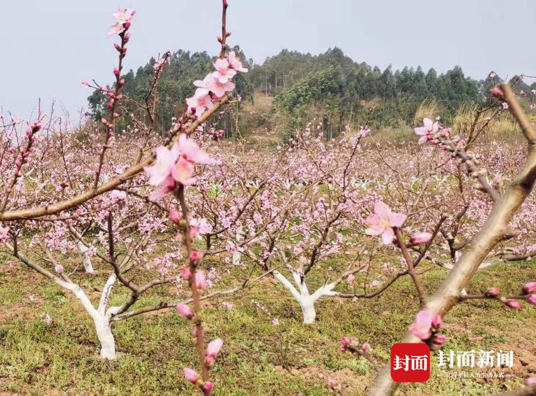 组图｜春田赏花，千年荣州等你！