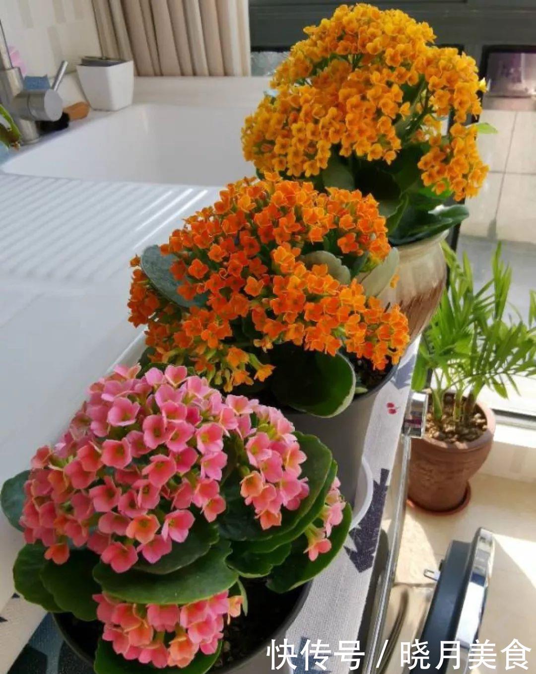 养花技巧:长寿开花不过瘾,学会1招,让它爆开1000朵