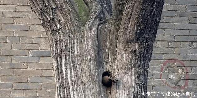 科学|科学无法解释, 日军向中国此地连发13炮弹未爆炸, 进入后下跪谢罪！