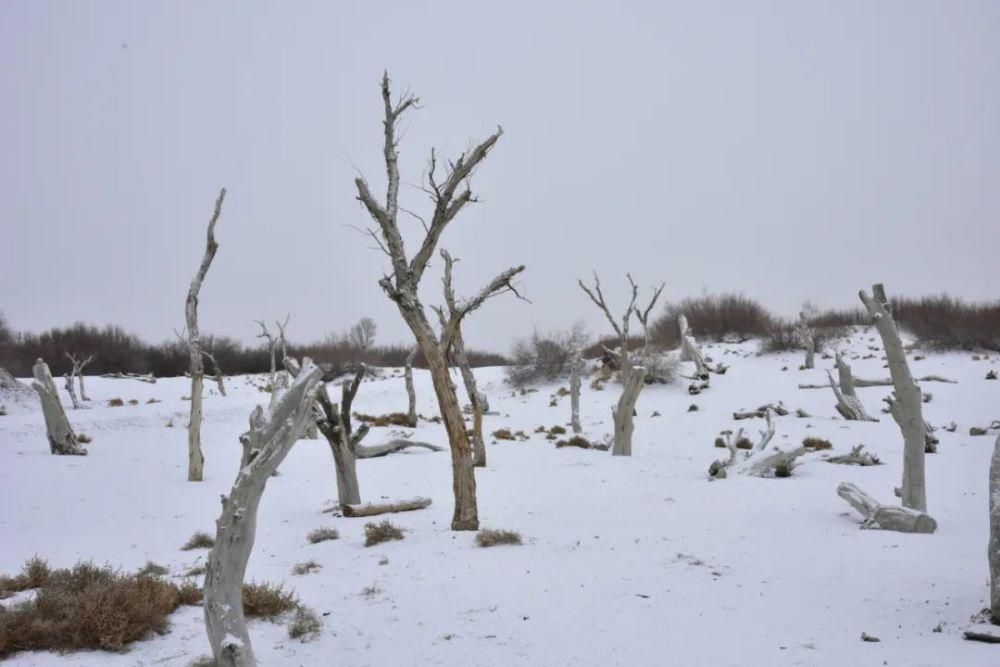 邂逅|这个冬天来金塔沙漠胡杨林，邂逅一场不一样的冰雪奇缘~