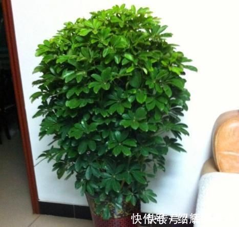 有害气体|这“2种”树,比花卉好养,能够吸“甲醛”,养一盆好处真不少