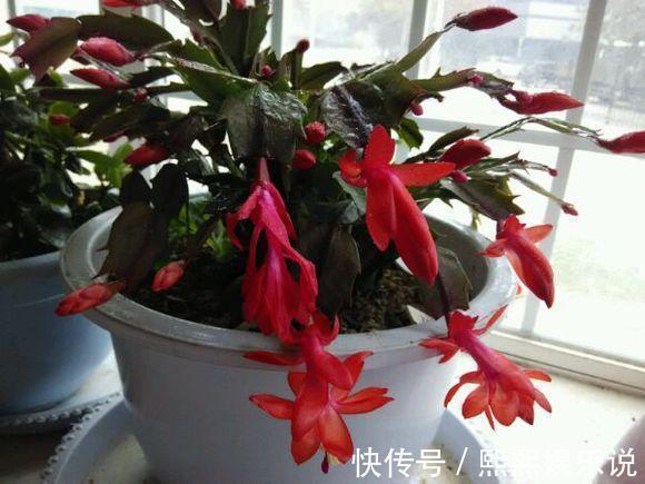 蟹爪兰开花少,用上“1勺它”,20天长满“花骨朵”,很有用