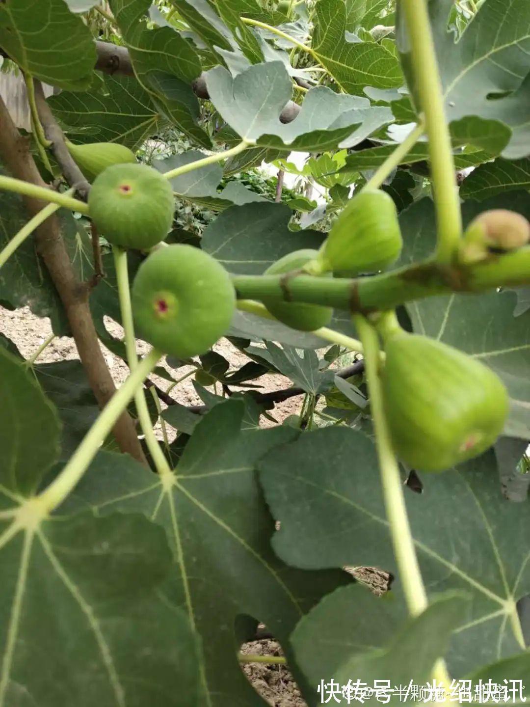 大粗杆插土里,7天生根,当年结果压弯枝,不用买水果了!