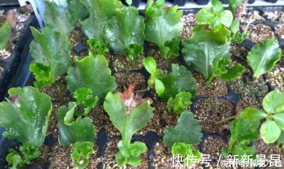 种花|5种花,夏天不影响扦插,生根快、易成活,现在就应多繁殖